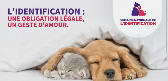 Capture d'écran 2026-01-29 151008